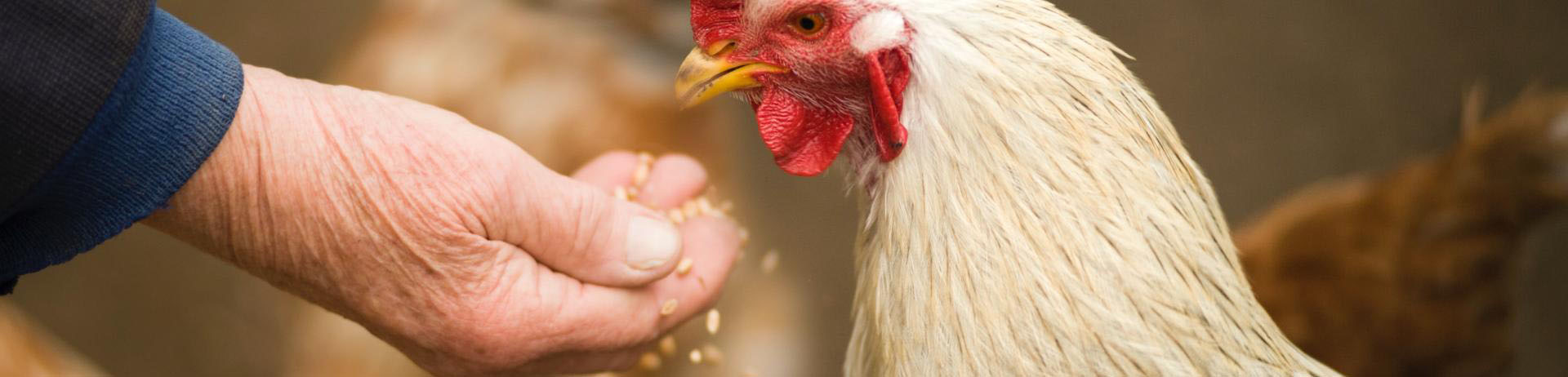 Bộ sản phẩm dành cho gà