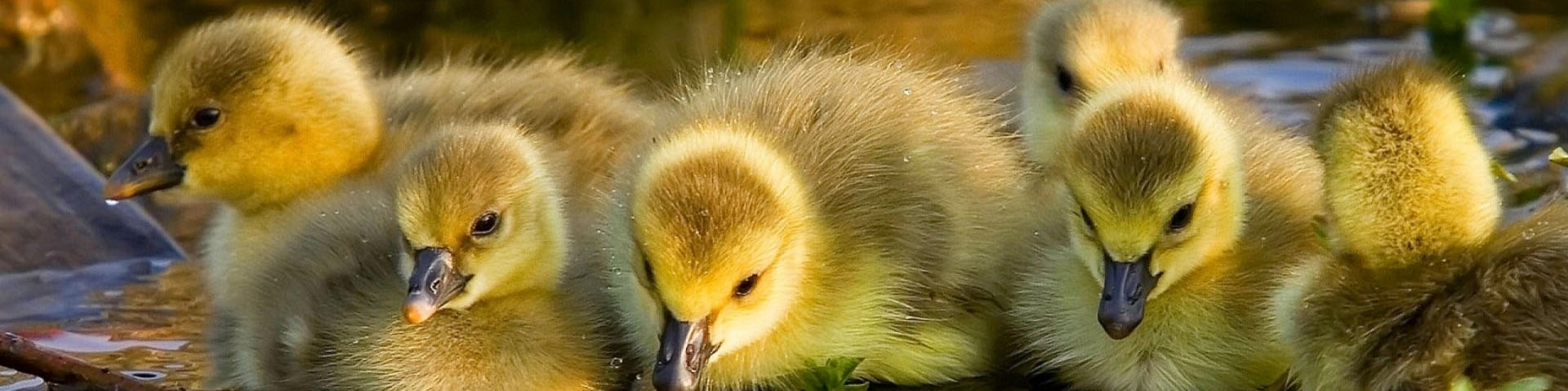 Bộ sản phẩm dành ngan, vịt