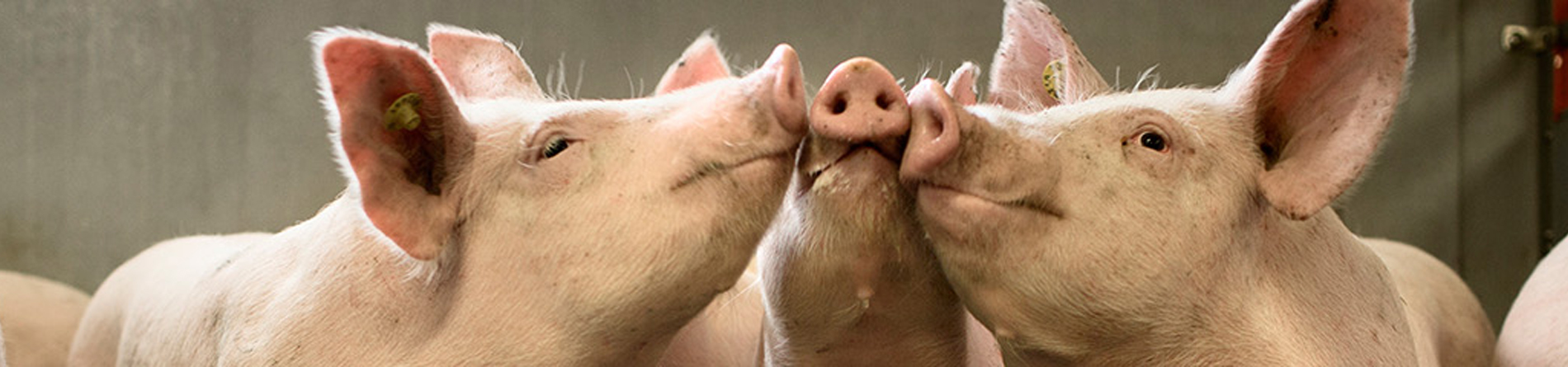 Bộ sản phẩm dành cho lợn