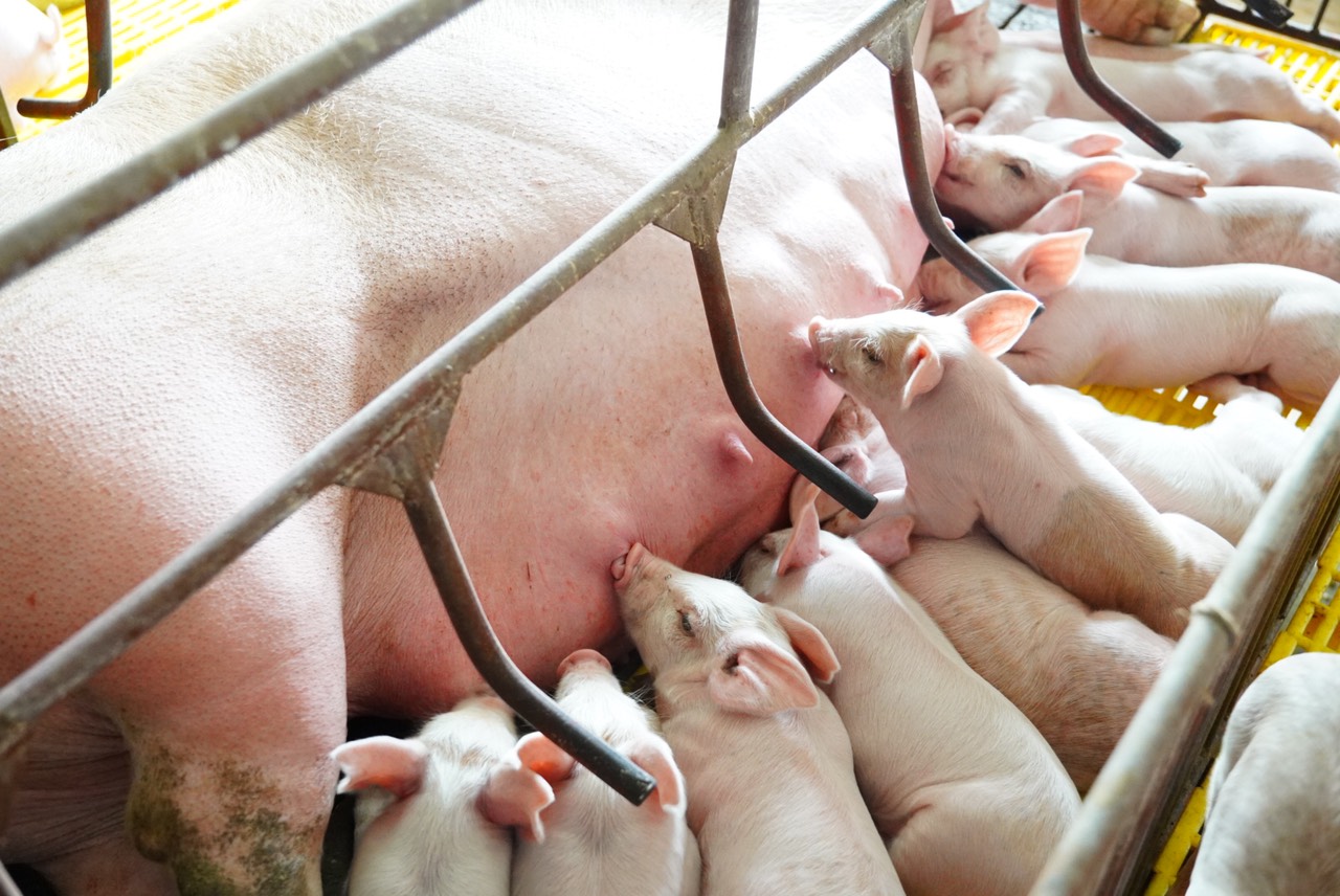 Các yếu tố ảnh hưởng tới năng suất lợn nái