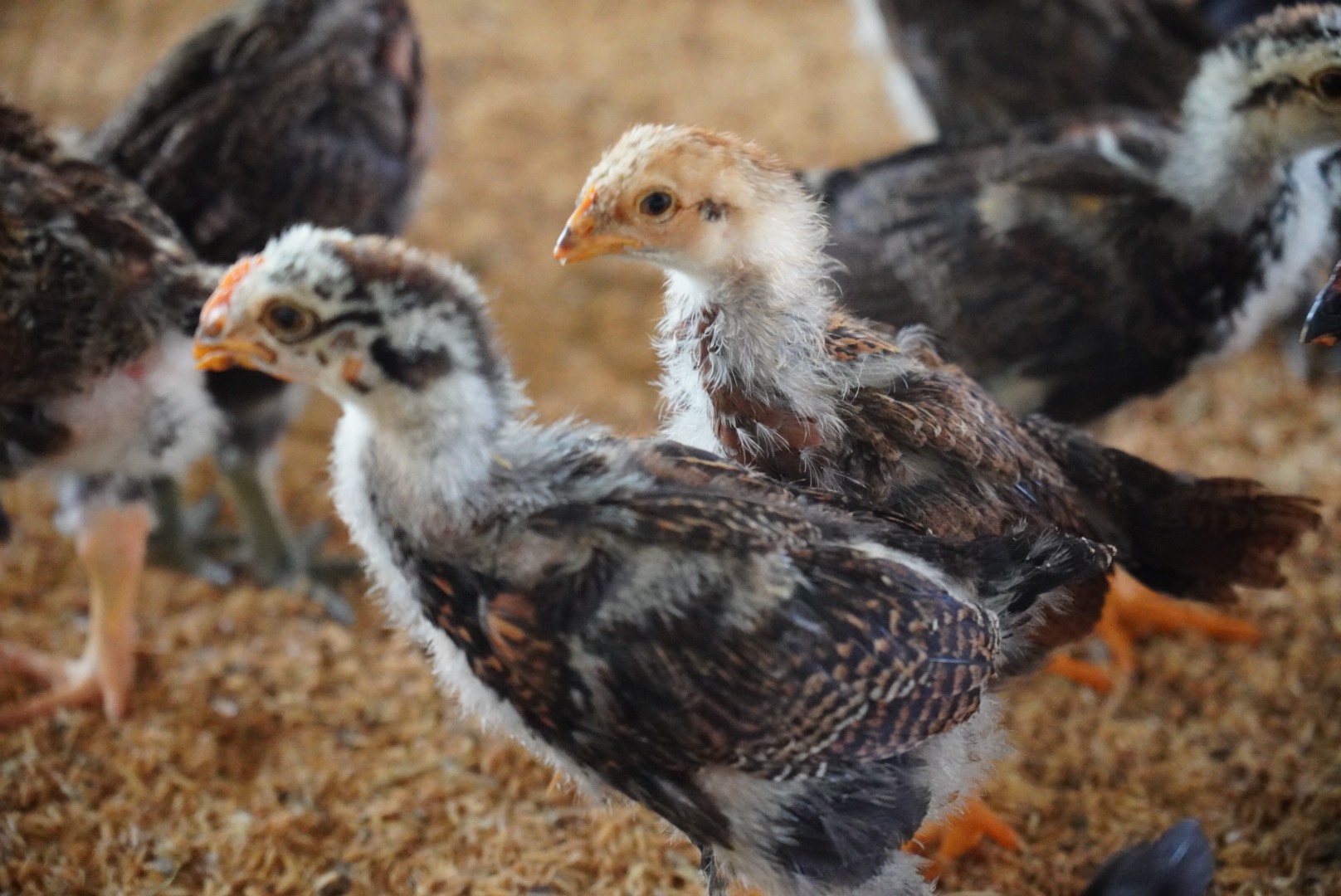 DỊCH BỆNH TRONG CHĂN NUÔI GIA CẦM VÀ NHỮNG ĐIỀU CẦN LƯU Ý